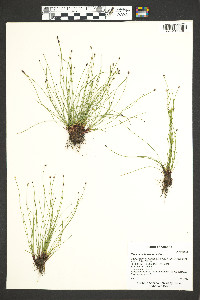 Eleocharis bolanderi image