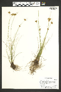 Juncus confusus image