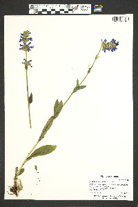 Penstemon rydbergii image