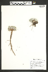 Parthenium alpinum image