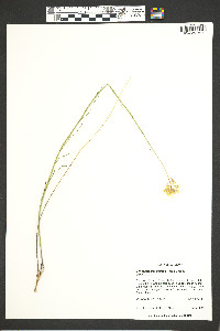 Hesperidanthus linearifolius image