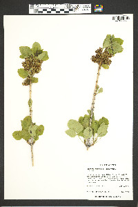 Fraxinus anomala image