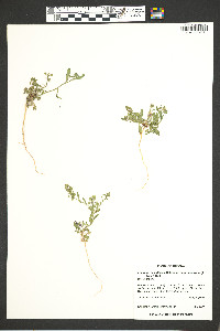 Lepidium densiflorum var. pubecarpum image