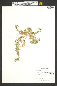 Amaranthus blitoides image