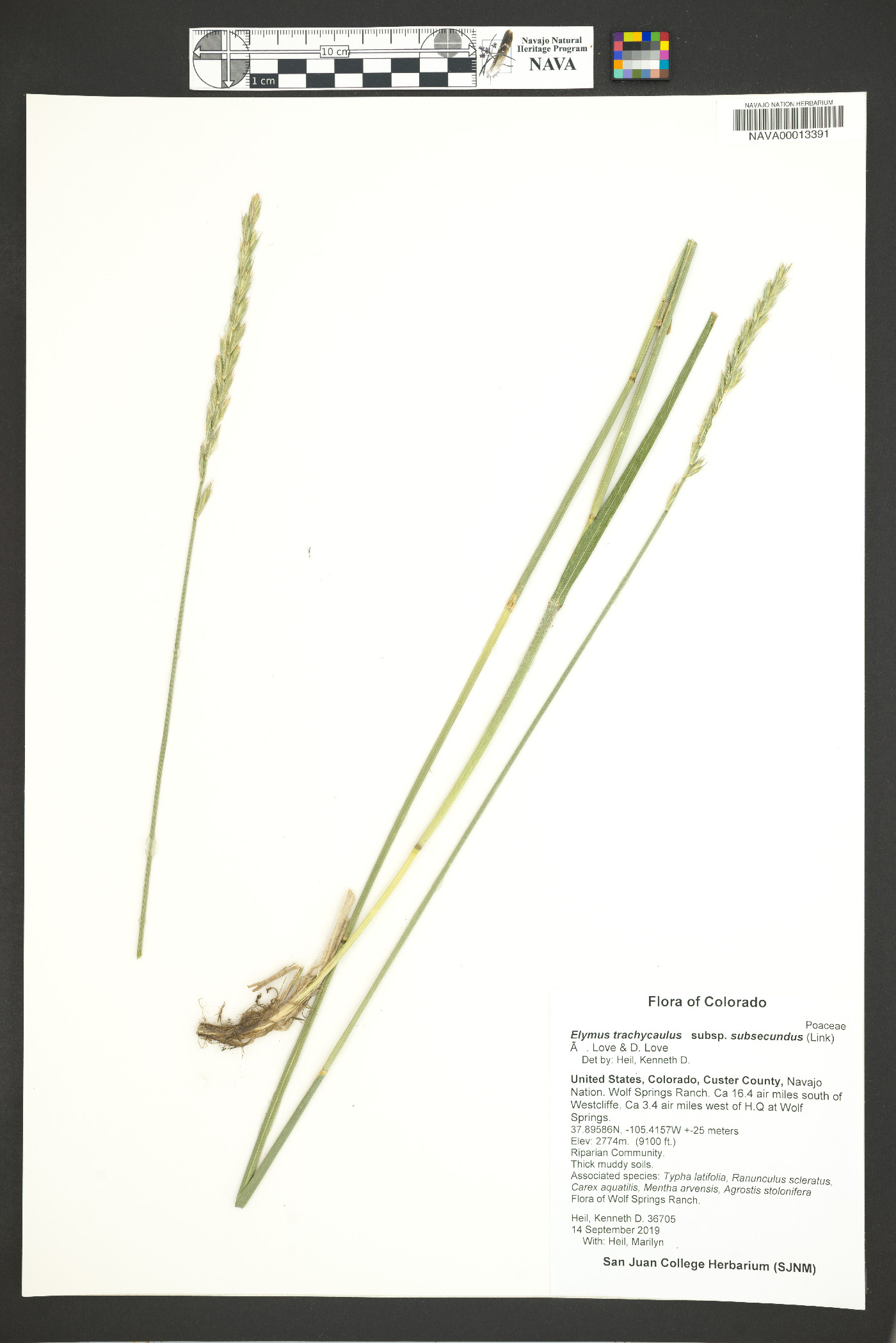 Elymus trachycaulus subsp. subsecundus image