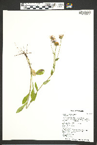 Erigeron eximius image