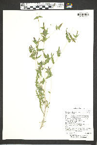 Mentzelia albicaulis image