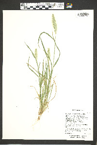 Polypogon monspeliensis image