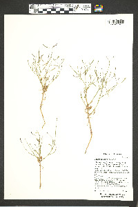 Chylismia walkeri image