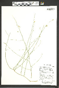 Stephanomeria pauciflora image