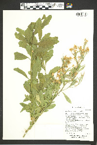 Baccharis salicina image