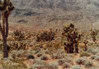 Image of Yucca jaegeriana