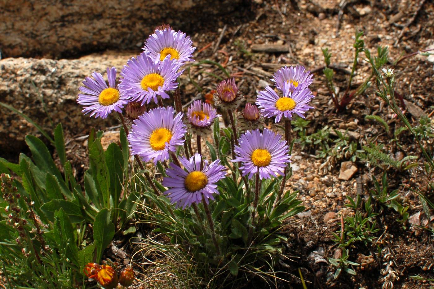 Erigeron grandiflorus image