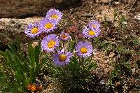 Image of Erigeron grandiflorus