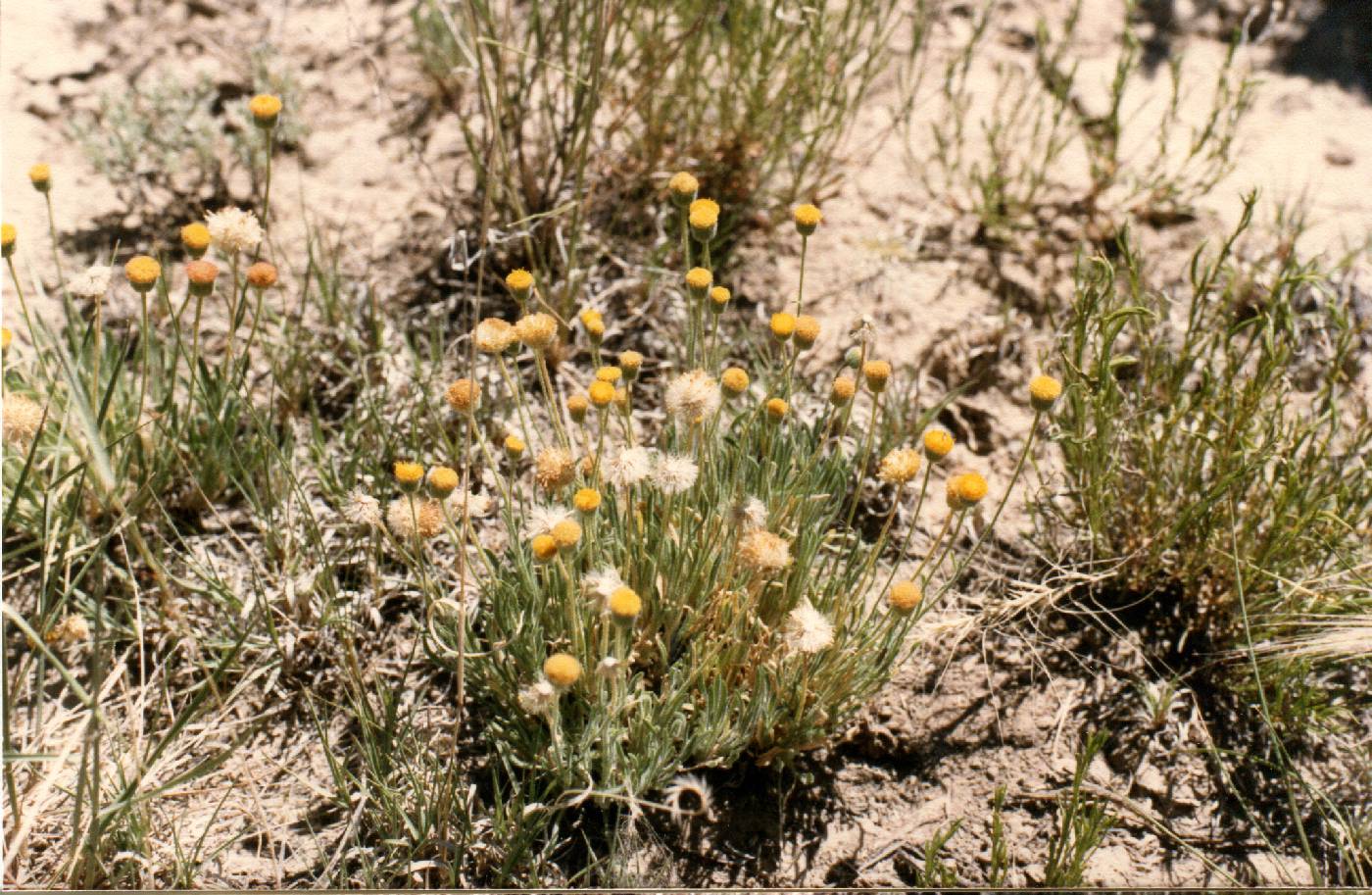 Erigeron aphanactis image