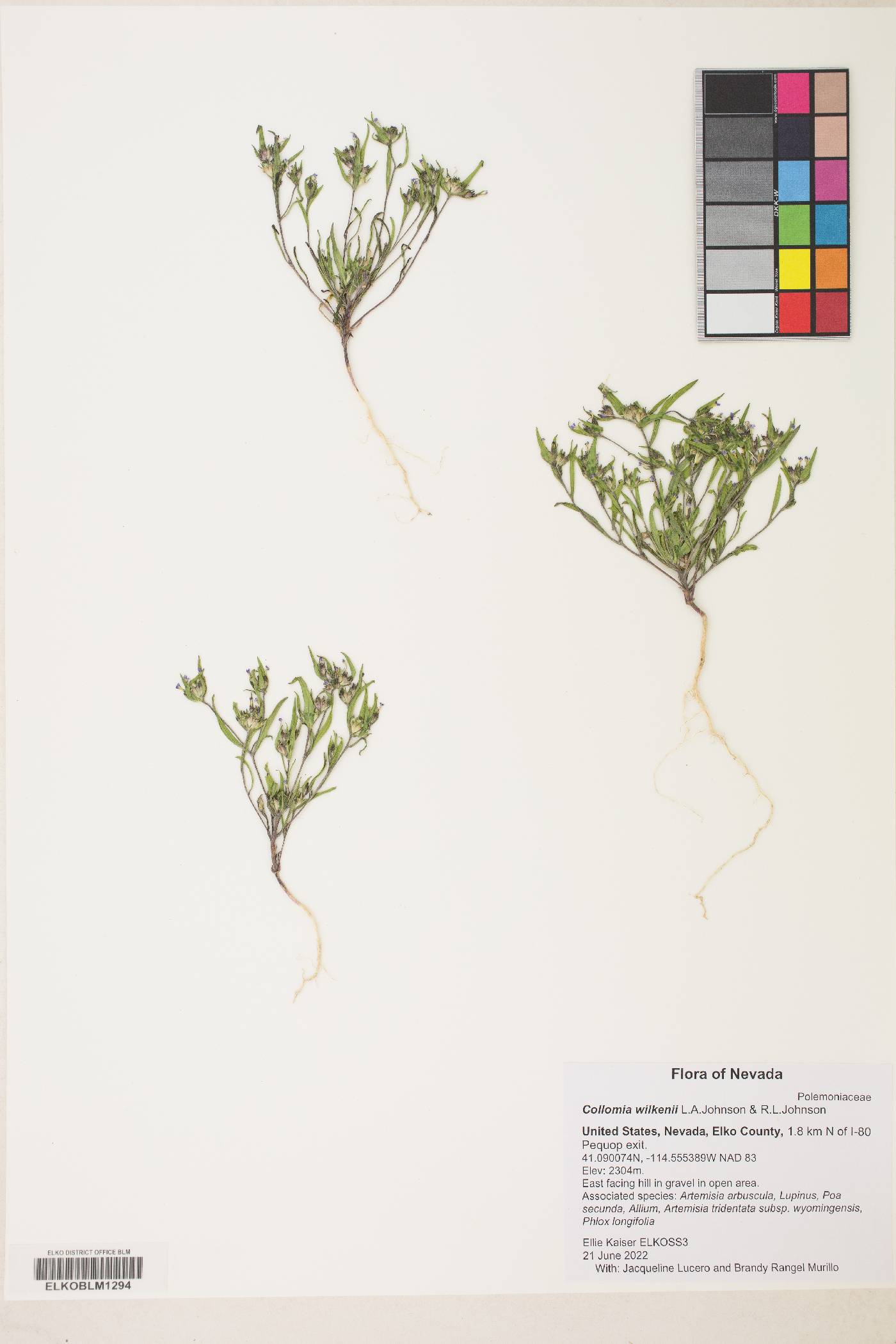 Collomia wilkenii image