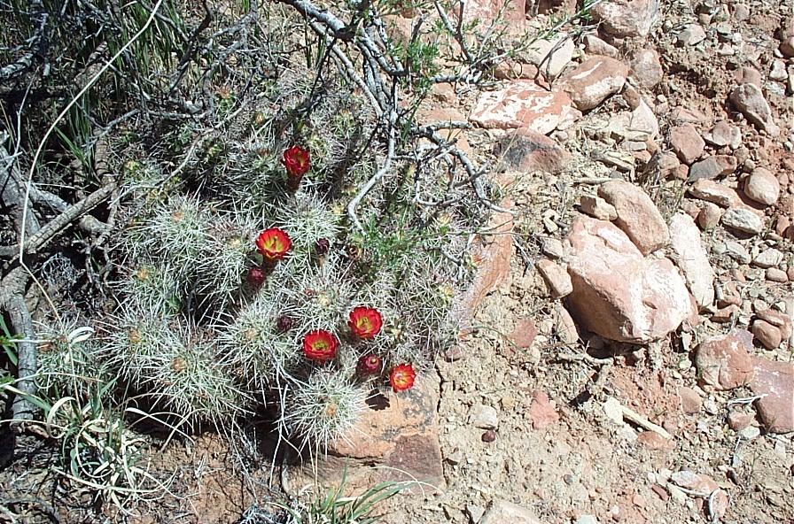 Echinocereus coccineus image