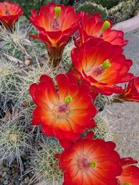 Echinocereus mojavensis image