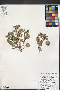 Phacelia peirsoniana image