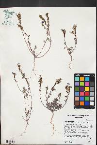 Phacelia fremontii image
