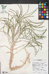 Boechera shockleyi image