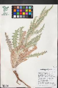 Cirsium neomexicanum image