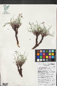 Peucedanum graveolens image