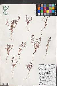 Phacelia curvipes image