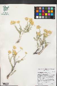 Acamptopappus shockleyi image