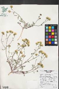 Chaenactis stevioides image