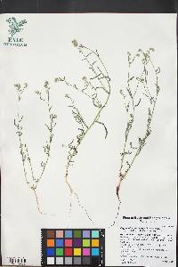 Cryptantha pterocarya image