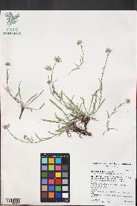 Erigeron jonesii image