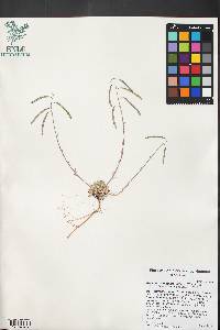Boechera pendulina image
