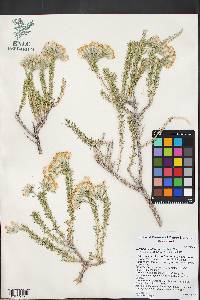 Tetradymia glabrata image