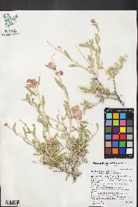 Grayia spinosa image