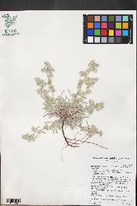 Oreocarya welshii image