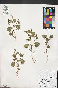 Phacelia peirsoniana image