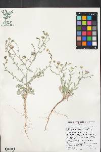 Dieteria canescens var. leucanthemifolia image