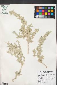 Atriplex bonnevillensis image