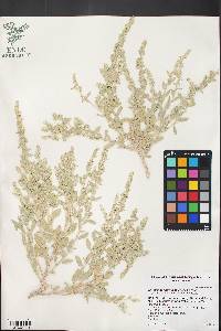 Atriplex bonnevillensis image