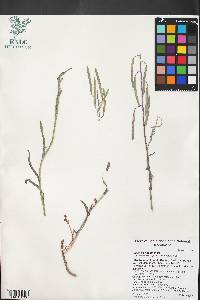 Boechera lincolnensis image