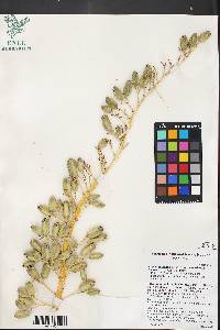 Agave utahensis var. nevadensis image