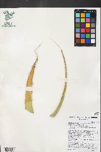 Agave utahensis var. nevadensis image