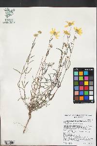 Heliomeris multiflora var. nevadensis image