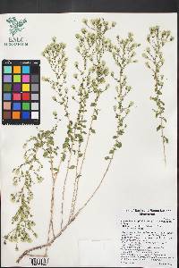 Brickellia microphylla image