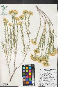 Chrysothamnus viscidiflorus subsp. viscidiflorus image