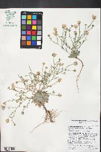 Dieteria canescens var. leucanthemifolia image