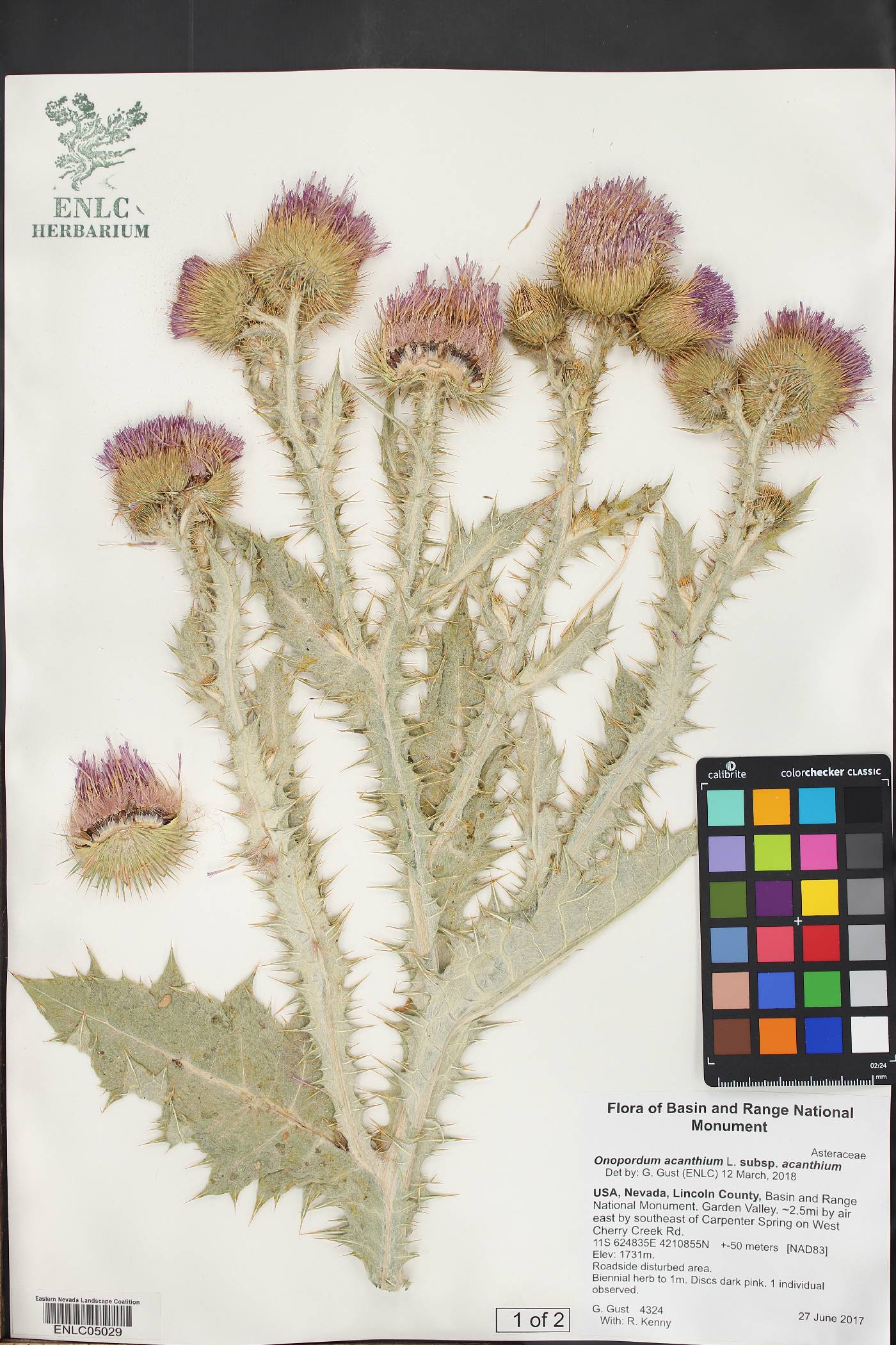 Onopordum acanthium subsp. acanthium image
