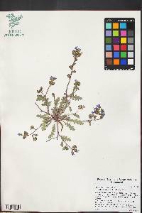Phacelia fremontii image