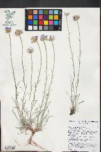 Erigeron argentatus image